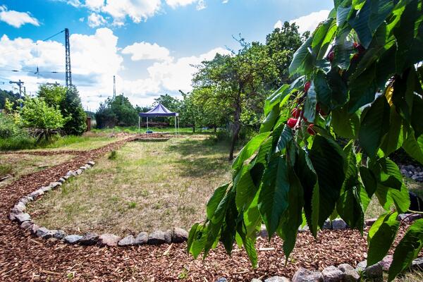 Bild vergrößern: Gemeinschaftsgarten 2