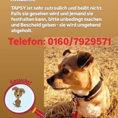 Bild vergr&ouml;&szlig;ern: vermisster Hund Tapsy